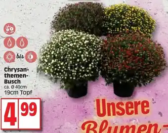 Edeka Chrysanthemen Busch 19 cm Topf Angebot