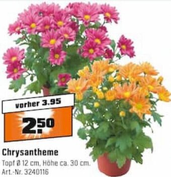 OBI Chrysantheme Angebot