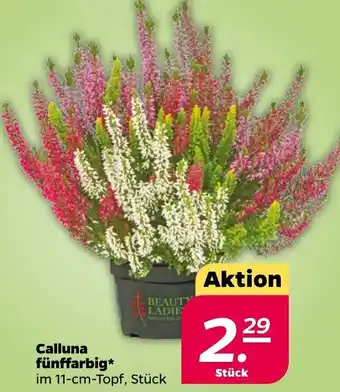 NETTO Calluna fünffarbig Angebot