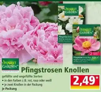 Norma Finest garden pfingstrosen knollen Angebot