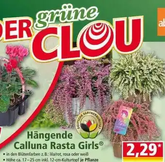 Norma Hängende calluna rasta girls Angebot