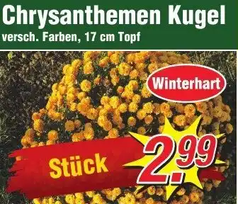 Wiglo Wunderland Chrysanthemen Kugel Angebot