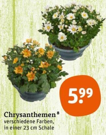 tegut Chrysanthemen Angebot