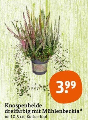 tegut Knospenheide dreifarbig mit Mühlenbeckia Angebot