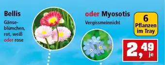 Thomas Philipps Bellis oder Myosotis Angebot