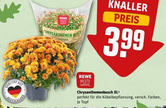 REWE Rewe beste wahl chrysanthemenbusch xl Angebot