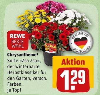 REWE Rewe beste wahl chrysantheme Angebot