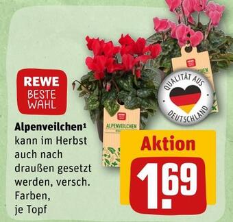 REWE Rewe beste wahl alpenveilchen Angebot