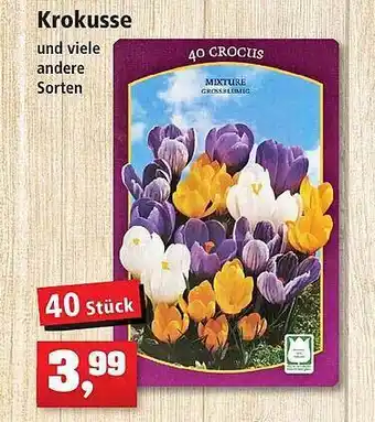 Thomas Philipps Krokusse Angebot