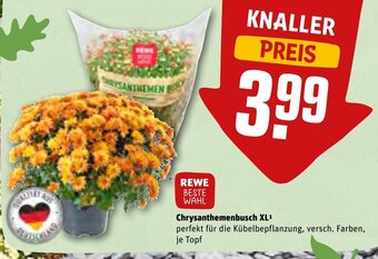 REWE Chrysanthemenbusch XL Angebot