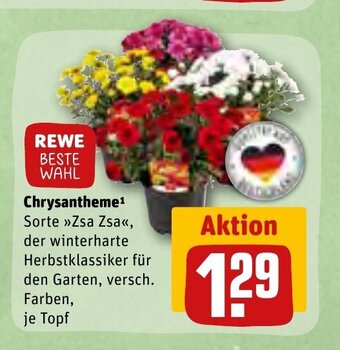 REWE Chrysantheme Angebot