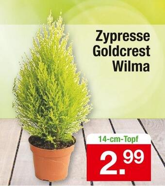 Zimmermann Zypresse goldcrest wilma Angebot