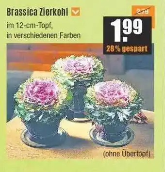 V Baumarkt Brassica zierkohl Angebot