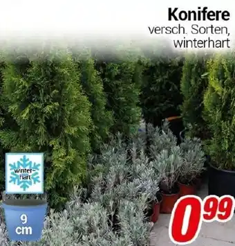 CENTERSHOP Konifere Angebot