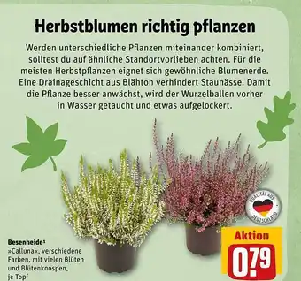 REWE Besenheide calluna Angebot