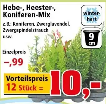 Thomas Philipps Hebe, Heester, Koniferen mix Angebot