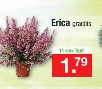 Zimmermann Erica Angebot