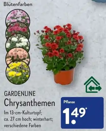 Aldi Nord Gardenline Chrysanthemen Angebot