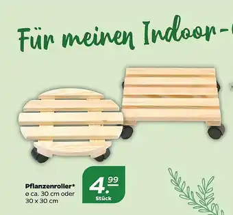 NETTO Pflanzenroller Angebot