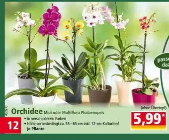 Norma Orchidee midi oder multiflora phalaenopsis Angebot