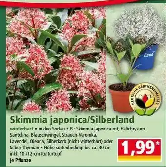 Norma Skimmia japonica oder silberland Angebot