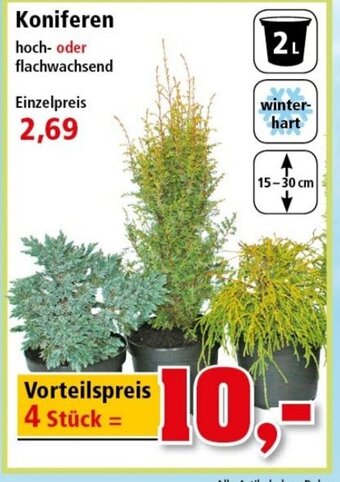 Thomas Philipps Koniferen hoch oder flachwachsend Angebot