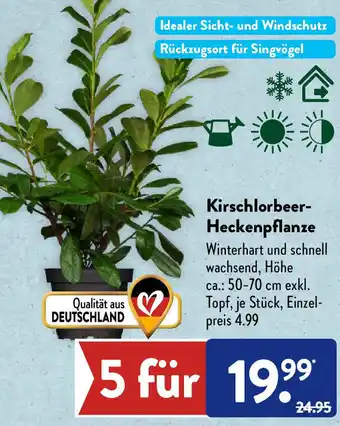 Aldi Süd Kirschlorbeer Heckenpflanze Angebot