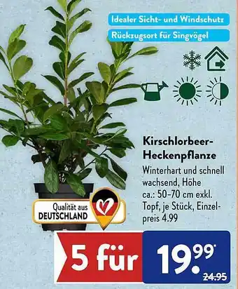 Aldi Süd Kirschlorbeer-heckenpflanze Angebot