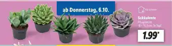 Lidl Sukkulente Angebot