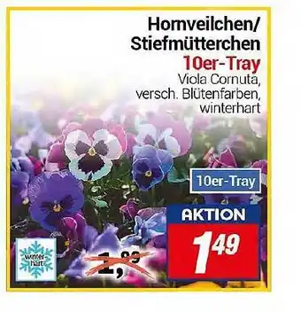 CENTERSHOP Hornveilchen-stiefmütterchen winterhart Angebot