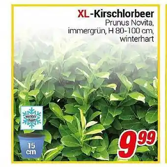 CENTERSHOP Xl-kirschlorbeer Angebot