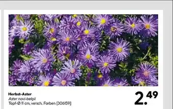 Hellweg Herbst-aster Angebot