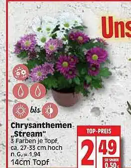 Edeka Chrysanthemen „stream“ Angebot