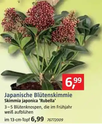 Bauhaus Japanische blütenskimmie Angebot