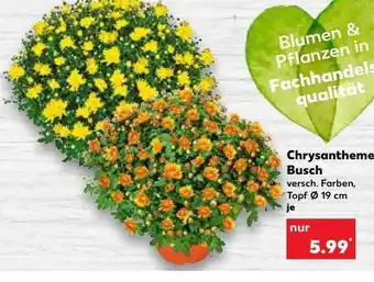 Kaufland Chrysantheme busch Angebot