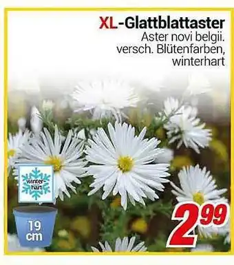 CENTERSHOP Xl-glattblattaster Angebot