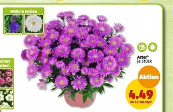 PENNY Aster Angebot