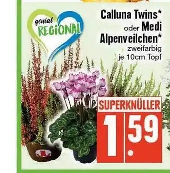 Edeka Calluna twins oder medi alpenveilchen Angebot