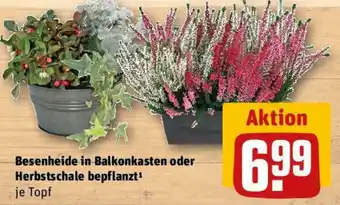 REWE Besenheide in Balkonkasten oder Herbstschale bepflanzt Angebot