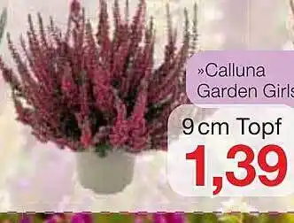 Jawoll Calluna garden girls Angebot