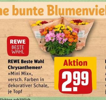 REWE Rewe beste wahl chrysanthemen Angebot