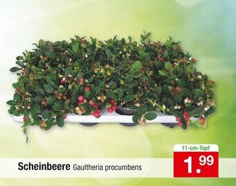 Zimmermann Scheinbeere Angebot