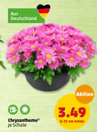 PENNY Chrysantheme Angebot