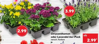 Kaufland Chrysanthemen oder Lavendel 6er Pack Angebot