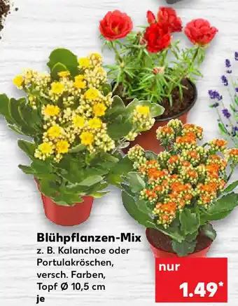 Kaufland Blühpflanzen Mix Angebot