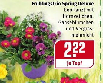 REWE Frühlingstrio Spring Deluxe Angebot