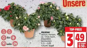 Edeka Azalee Angebot