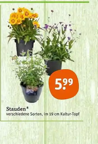 tegut Stauden Angebot