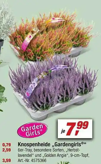 toom Baumarkt Knospenheide gardengirls Angebot