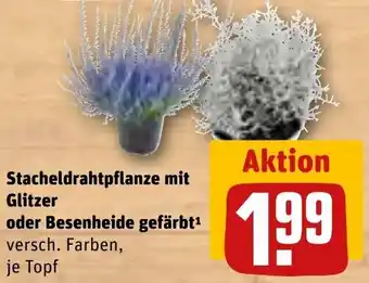 REWE Stacheldrahtpflanze mit Glitzer oder Besenheide gefärbt Angebot